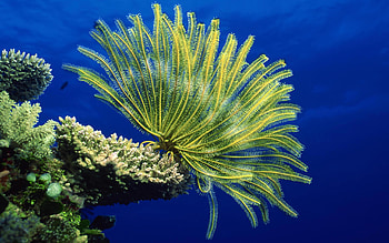 Coral collection, Underwater enchantment, Oceanic wonders, Marine biodiversity HD wallpaper