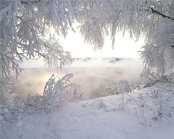 Cold Winters Morning, mist, white, pretty, snow, trees, view HD wallpaper
