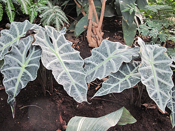 Kris Plants, Fields, plants, graphy, green, garden, leaf HD wallpaper