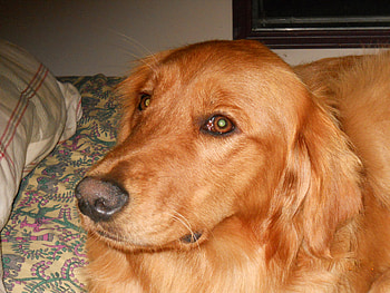 Proud of my dog, dog, animal, jazzy boy, retriever HD wallpaper