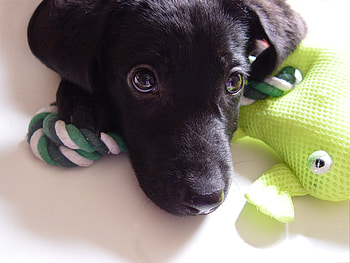 Animals, Dog, Muzzle, Sight, Opinion, Puppy, Labrador HD wallpaper