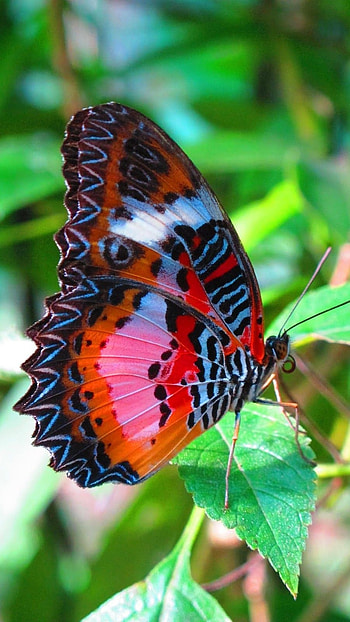 Butterfly, Red Butterfly HD phone wallpaper