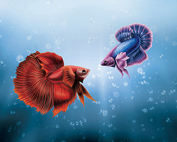 Him And I Betta Fish, fish, artist, behance, digital-art HD wallpaper