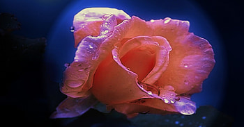 Pink Rose, BEAUTY, FLOWERS, ROSE, NATURE HD wallpaper