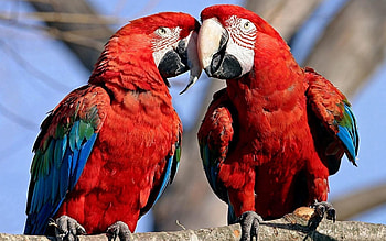 Animals, Parrots, Feather, Couple, Pair, Color, Care, Tenderness HD wallpaper