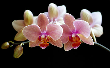 Orchid , , Pink orchid HD wallpaper