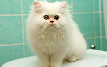Animals, Cats HD wallpaper