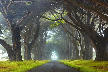nature tunnel, trees, california, tunnel, nature HD wallpaper