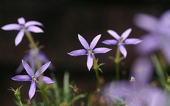 Nature, Flowers, Close-Up, Greens HD wallpaper