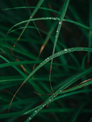 Grass, Drops, Plant, Macro, Dew HD phone wallpaper