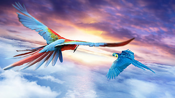 Macaw Jounrey , macaw, parrot, birds, artist, artwork, digital-art, deviantart HD wallpaper