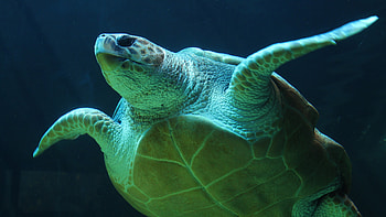 for , Mobiles ultra, Green sea turtle HD wallpaper