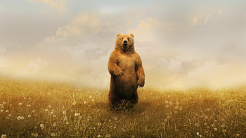 Beautiful bear, Top quality, Captivating backgrounds, Nature HD wallpaper