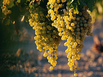 GRAPES, fruits, nature, vegetables, usa HD wallpaper