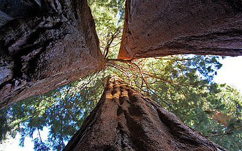 Split Sequoia a Giant Split in 3, sequoia, nature, forest, tree HD wallpaper