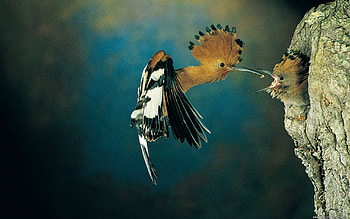 Animals, Birds, Scream, Cry, Nest, Hollow HD wallpaper