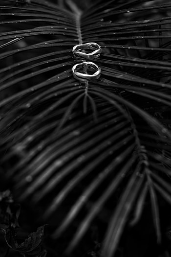 Love, Rings, Palm, Branch, Bw, Chb HD phone wallpaper