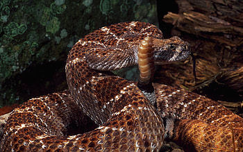 Rattlesnake , Reptile art, Serpent-themed backgrounds, Nature-inspired designs HD wallpaper