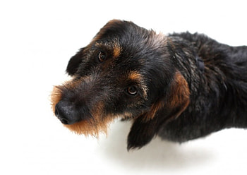 wirehaired dachshund, dog, cute, pet, dachshund HD wallpaper