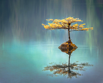 Tree In The Middle Of Lake, tree, lake, nature HD wallpaper