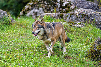 Animals, Predator, Wolf, Wildlife, Animal HD wallpaper