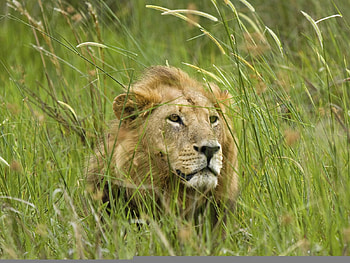 lion, africa, okavango, wild HD wallpaper