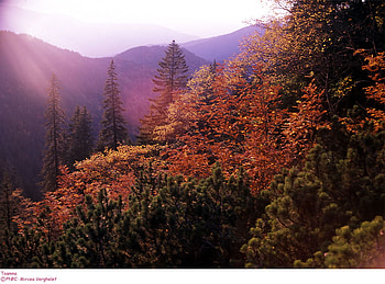Autumn, popular, forests, colours, beauty, red, trees, nature, mountains, places HD wallpaper