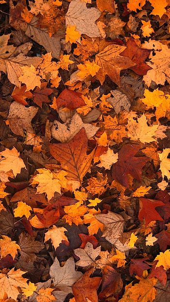 Autumn leaves , Nature's beauty, Backgrounds HD phone wallpaper