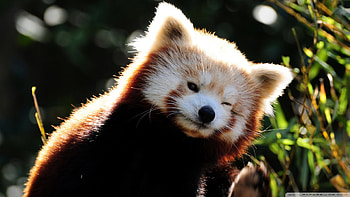 Red Panda HD wallpaper