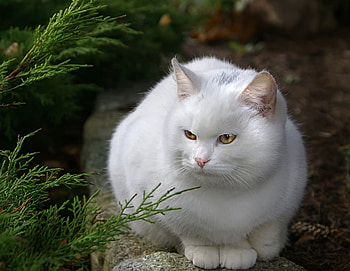 White Queen, white, leaves, pine, big, cute, cat, beautiful, lovely HD wallpaper