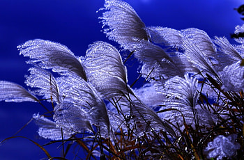 Feeling the Wind, blue, Wind, Feeling, nature HD wallpaper
