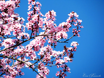 Plants, Flowers HD wallpaper