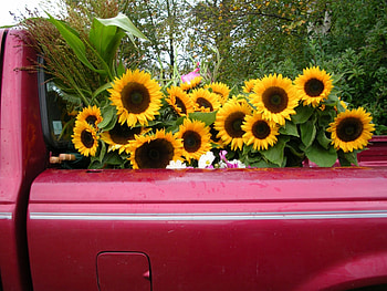 Shiny delivery for DAXTER, annie, full of sunflowers, precious, sunflowers, bright, always, energy, delivery, magnificent, fresh, summer, pink, positive, light, love, yellow, nature, flowers, truck HD wallpaper
