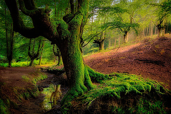 Greenery, , Forest, Moss, Nature, Tree HD wallpaper