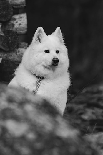 Animals, Fluffy, Dog, Pet, Bw, Chb HD phone wallpaper
