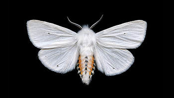 Moth , Animal HQ, , 2019 HD wallpaper