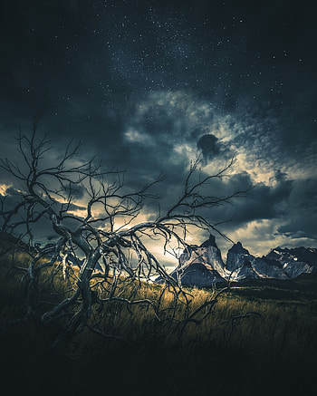 Nature, Grass, Mountains, Wood, Tree, Starry Sky HD phone wallpaper