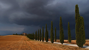 Val d'Orcia, Cypress Tree HD wallpaper