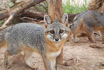 Gray Fox, Wildlife Science Center's resident fox, Pet fox companion, Fascinating creature of the wild HD wallpaper