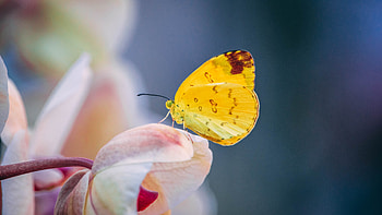 Yellow Black Butterfly On Light Pink Tulip Flower Petals Blur Background Butterfly HD wallpaper