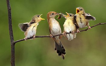 hAngry birds, hungry, family, bird, cute, chicks, nature, pasari HD wallpaper