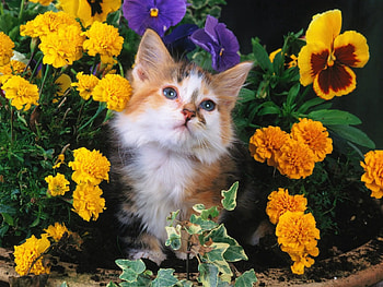 Animals, Flowers, Cat, Fluffy, Muzzle HD wallpaper