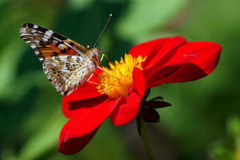 Flower, Macro, Butterfly, Dahlia HD wallpaper