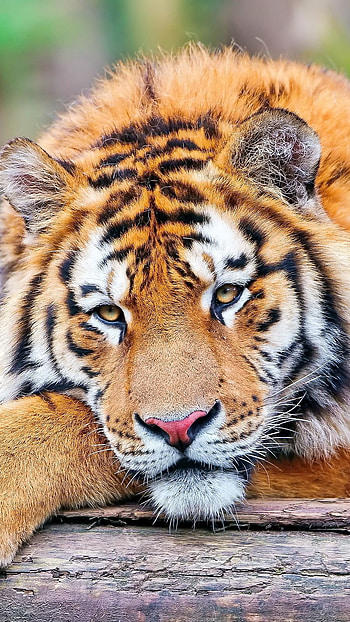 Tiger , Background HD phone wallpaper