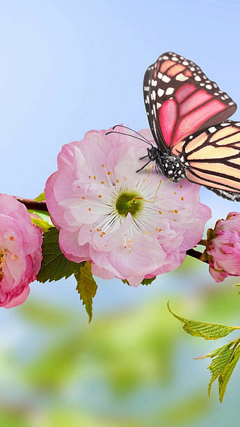 Early spring, Vibrant , backgrounds, Nature's beauty HD phone wallpaper