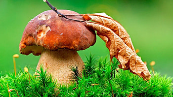 Mushrooms , Fungal beauty, Nature's artwork, Captivating fungi HD wallpaper