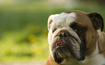 Bulldog, Old English Bulldog , Expert HD wallpaper