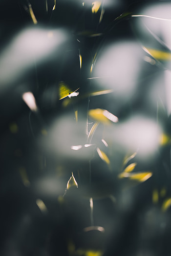 Plant, Macro, Glare, Shine, Light, Blur, Smooth, Bamboo HD phone wallpaper
