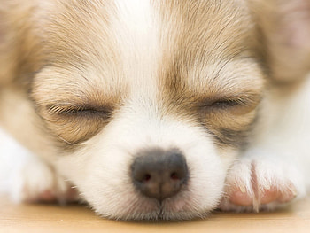Animals, Dog, Muzzle, Spotted, Spotty, Puppy HD wallpaper