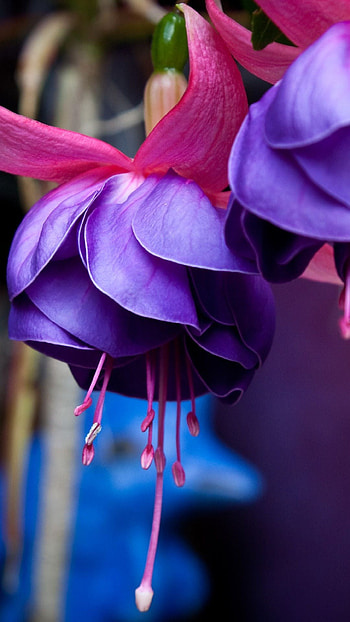 Beautiful Flowers, Violet Flower HD phone wallpaper